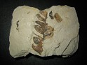 Neuropteris Ovata  Spain. Subida por Granotius